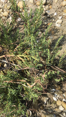 Suaeda maritima