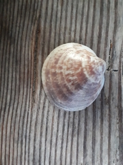 Glycymeris glycymeris