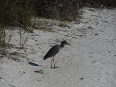 Nyctanassa violacea violacea