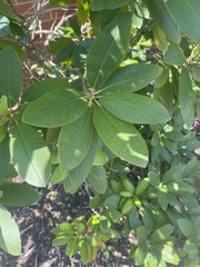 Rhododendron catawbiense