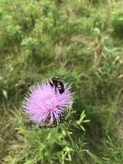 Bombus auricomus