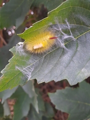 Calliteara pudibunda