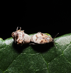 Algarobius prosopis