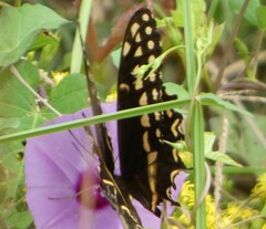 Papilio palamedes