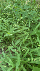 Chasmanthium latifolium