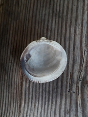Glycymeris glycymeris