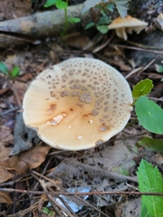 Amanita amerirubescens