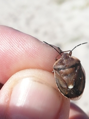 Chlorochroa pinicola