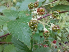 Rubus caesius