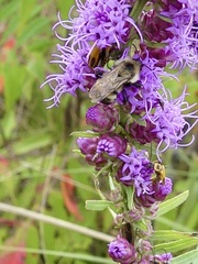 Bombus citrinus