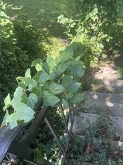 Celtis tenuifolia