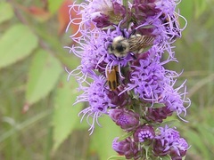 Bombus citrinus
