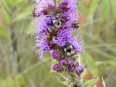 Bombus citrinus
