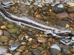 Necturus maculosus