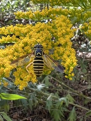 Spilomyia longicornis