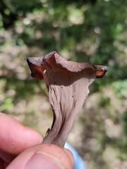 Craterellus fallax