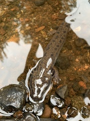 Necturus maculosus