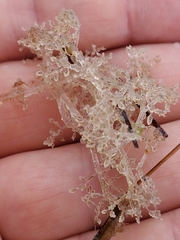 Amathia verticillata