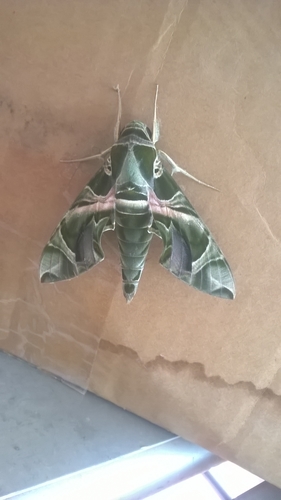 Oleander Hawkmoth