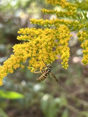 Spilomyia longicornis