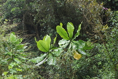Anthocleista grandiflora
