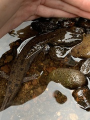 Necturus maculosus