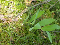 Polygonatum