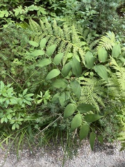 Streptopus amplexifolius