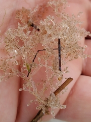 Amathia verticillata