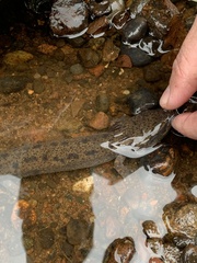 Necturus maculosus