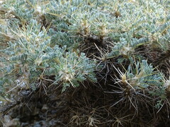 Astragalus nebrodensis