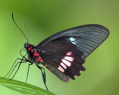 Parides erithalion