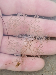 Amathia verticillata