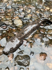 Necturus maculosus