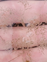 Amathia verticillata