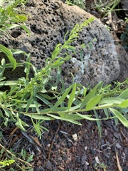 Solidago velutina sparsiflora