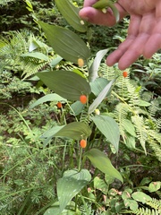 Streptopus amplexifolius