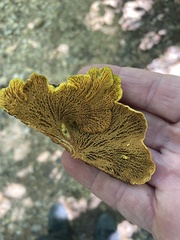 Pseudomerulius curtisii