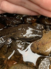 Necturus maculosus
