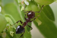 Crematogaster
