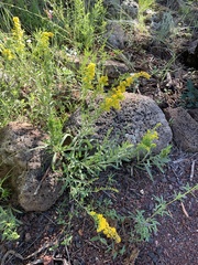 Solidago velutina sparsiflora