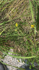 Lotus corniculatus