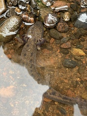 Necturus maculosus