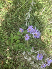 Symphyotrichum laeve