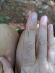 Lomographa vestaliata