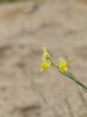 Linaria odora