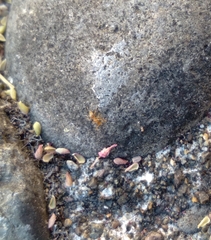 Brachymyrmex depilis