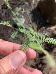 Dalea albiflora