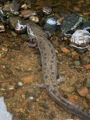 Necturus maculosus