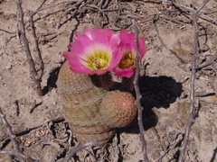 Echinocereus pectinatus pectinatus